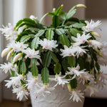 White Easter Cactus Plants Live, Christmas Cactus Thanksgiving Cactus Like Plants Live, Well-Rooted Cold Hardy, Holiday Cactus for Indoor Outdoor Planting, 4-8 Inc Tall, Starter Tree