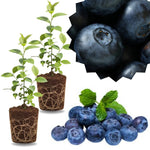 2 Southern Highbush Blueberry Plants Live for Outdoor Growing, Fresh Sweet Blueberry Trees Live Plants, Blueberries Bushes, Hardy and High Yield Seedlings, Starter 4 to 7", No Pot
