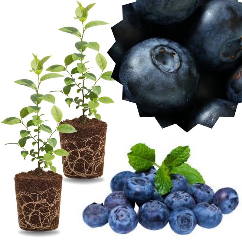2 Southern Highbush Blueberry Plants Live for Outdoor Growing, Fresh Sweet Blueberry Trees Live Plants, Blueberries Bushes, Hardy and High Yield Seedlings, Starter 4 to 7", No Pot