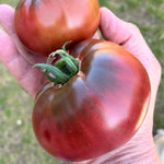 Red Purple Tomato Plant Live, Red Fruit, Tomato Vegetable Plant Live for Outdoors Gardening, 4-6 Inches Tall in 4 Inch Pot