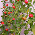 Sets 2 Chiltepin Pepper Live Plants in 4 Inc Pot, Very Well-Rooted 90 Days Old Super Hot Pepper Chili Plant for Spring Planting
