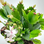 Thanksgiving Cactus Live Plant in 2" Pot, Holiday Christmas Cactus Plants Live, Winter Bloom, Indoor Planting, Ready to Blooms (White)
