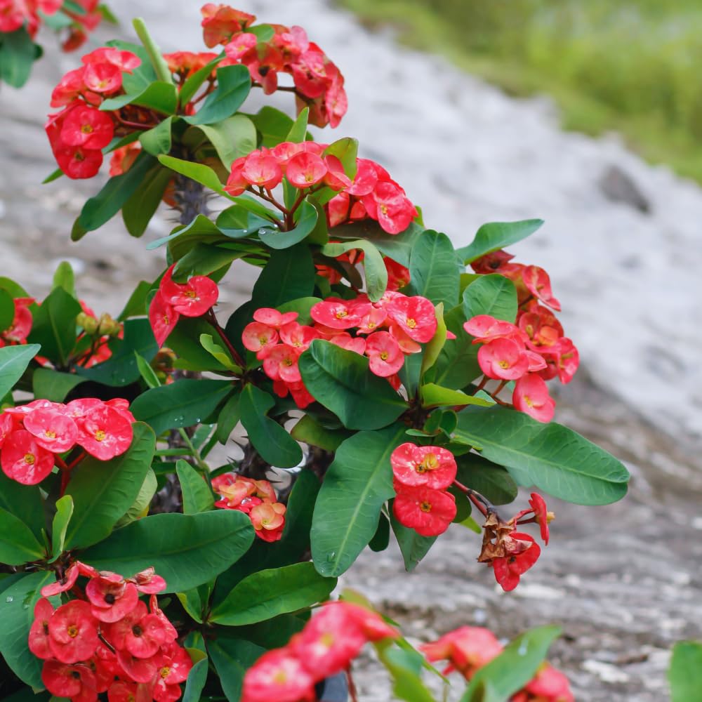 Red Crown of Thorns Plant Live, 4 Inc Potted, Euphorbia Milii Tree Live Plant, House Plant Live Gardening Planting