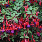 2 Fuchsia Live Plants, 5-9 Inches Tall, Trailing Flowering Fuchsia Plants Live Indoor Outdoor, Pink Purple Blooms