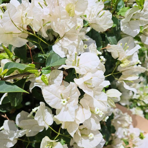 2 Bougainvillea Plants Live, Flowering Bougainvillea Vine for Outdoor Garden or Trellis, 5-9 Inch Tall, Very Hardy