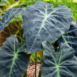 Colocasia Live Plant, 4-8'' Tall, Elephant Ear Plant, Esculenta Taro Alocasia Housplant, Indoor Outdoor Planting (Black Purple)
