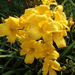 Set 10 Yellow Daylily Bulbs for Planting, Hardy Perennial Lily Roots for Colorful Summer Blooms