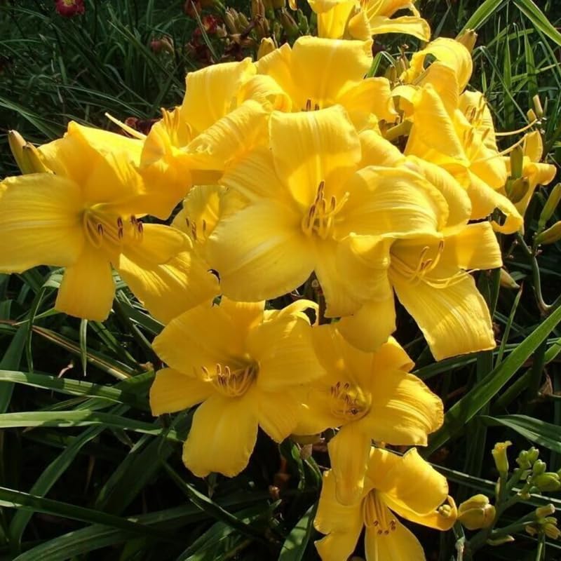 Set 10 Yellow Daylily Bulbs for Planting, Hardy Perennial Lily Roots for Colorful Summer Blooms