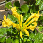 Set 2 Fragrant Honeysuckle Plants Live, Live Honeysuckle Plants 5-9" Tall Vines Bushes Climbing for Planting (Yellow Mango Cape)
