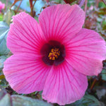 Hibiscus Plants Live, 02 Cranberry Hibiscus Live Plants, Pink Hibiscus Plants, 4 to 6 Inches Tall, Hibiscus Flowers Plants for Gardening Outdoor Indoor