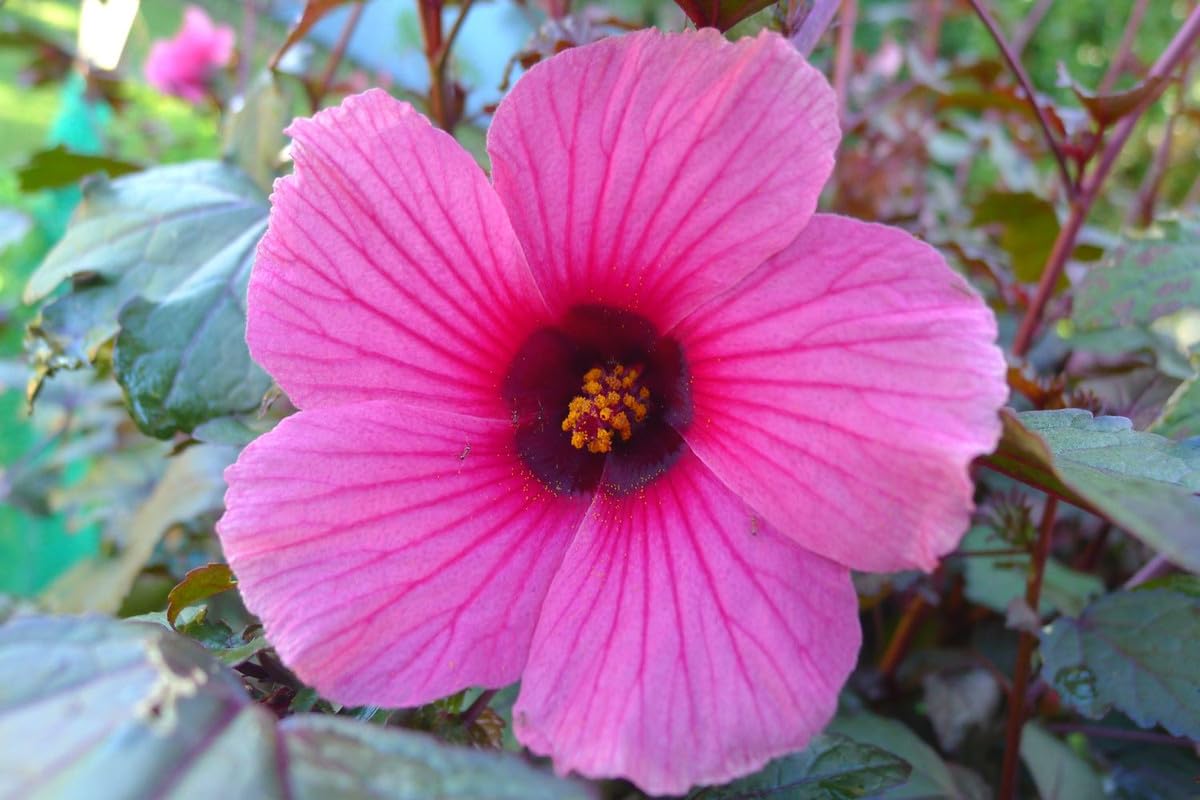 Hibiscus Plants Live, 02 Cranberry Hibiscus Live Plants, Pink Hibiscus Plants, 4 to 6 Inches Tall, Hibiscus Flowers Plants for Gardening Outdoor Indoor