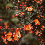 Peachy Flowering Quince Tree Live Plant in 4" Pot, Chaenomeles Japonica Bush Shrub, Well Rooted Plants, Dormant in Winter