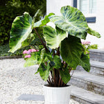 Combo 2 Black Green Colocasia Live Plants, 5 to 8" in Tall, Elephant Ear Esculenta Taro Alocasia Live Plant for Planting, Live House Plant Colocasia