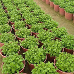Purple Chrysanthemum Plants Live Starter, Mums Plants Live for Spring Blooms, Outside Growing, Hardy and Fast-Growing, Size 4-8" in Tall