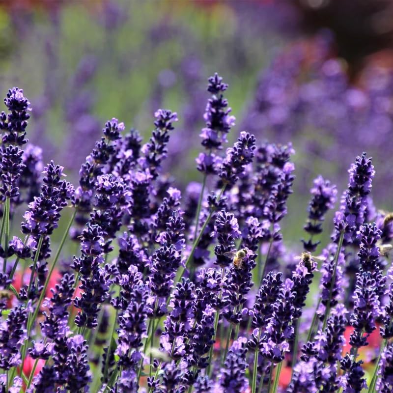 Set 2 Lavender Plants Live, Fragrant Lavandula Trees Live Plants for Planting Indoor Outdoor, Flowers Perennial Well-Rooted 4-7" Tall (Phenomenal Lavender)