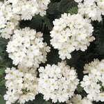 2 White Verbena Live Plants, Trailing Verbena Plants for Planting Outdoor, Perennial Ground Cover Flowers 4-7 Inches