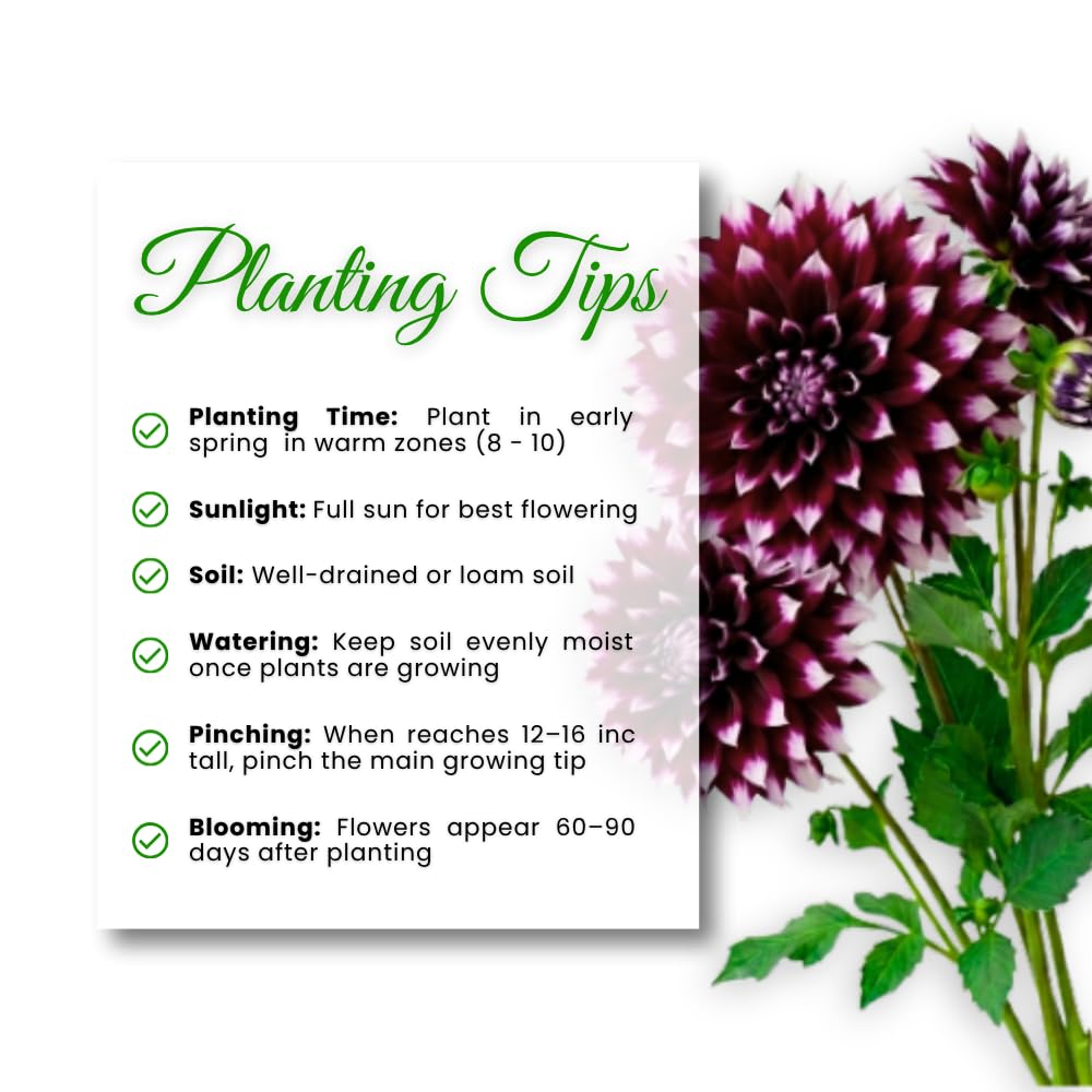 Set 2 Purple White Dahlia Tubers, Decorative Blooms with Striking White, Summer Flowering Perennial, Dahlia Flowers for Indoor Outdoor Growing
