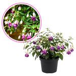Vibrant Purple Fuchsia Plant Live 4'' Pot, Hardy Flowering Fuchsia Starter 3-6'' Tall, Hanging Basket or Patio Garden Plants, 2 Plants per Pot