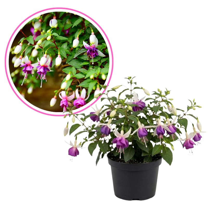 Fuchsia Plant Live 4'' Pot, Hardy Flowering Fuchsia Starter 3-6'' Tall, Hanging Basket or Patio Garden Plants, 2 Plants per Pot