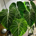 Gloriosum Philodendron Plant Live, Rare Tropical Variegated Live Indoor Houseplant, Starter Plants No Pot, 5-9" in Tall