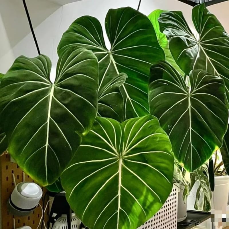 Gloriosum Philodendron Plant Live, Rare Tropical Variegated Live Indoor Houseplant, Starter Plants No Pot, 5-9" in Tall
