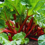 Common Rhubarb Plant Roots Live, 5 Large Rhubarb Plants Roots for Planting, Vegetable Plant for Gardening Indoor Outdoor