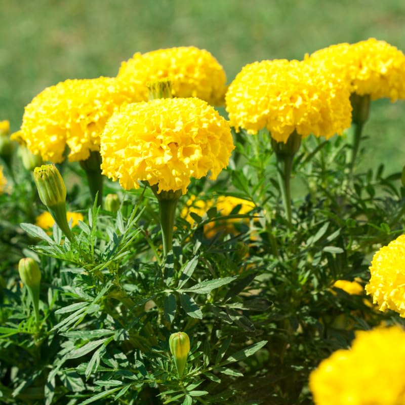 2 Yellow Marigold Plants Live, Marigold Flowers Live Plants, Perennial Flower Garden, Hanging Basket