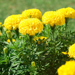 Marigold Plants, 2 Yellow Marigold Live Plants, from 4 to 8 Inches in Height, Flower Plant Gardening