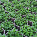2 Random Plants Live Clumps Potted, Size 5-9" in Tall, Fresh Mints Herb for Indoor Outdoor Growing, Culinary Gardening, Cold Hardy and Fast-Growing