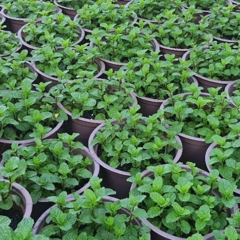 Big Clumps Random Mint Plants Live in Pot, Well-Rooted Herb for Home Gardens, Heirloom Mint Indoor Outdoor, Fresh Mints