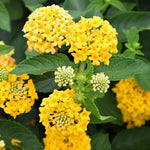 2 Trailing Yellow Lantana Plants Live, Colorful Perennial, Long-Blooming and Very Hardy, Size 5 to 12 Inches in Tall, Well-Rooted, Outdoor Planting