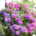 Reblooming Hydrangea Flowers, Hardy Hydrangea Plant Live Bush Shrub, 5-8" Tall Well-Rooted for Garden, Change Colors (Blue Pink)