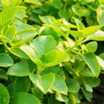 02 Cuban Oregano Plants Live, Live Cuban Oregano Plants Indoor, 4 to 6 Inc Tall, Green Mexican Mint Plant, Spanish Thyme Plant Live
