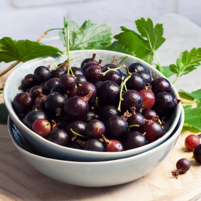 Gooseberry Tree Plant Live, Gooseberry Bush Live Plant, 5-9 Inch Tall, Gooseberry Plant Live for Planting Outdoors (Jeanne Gooseberry)
