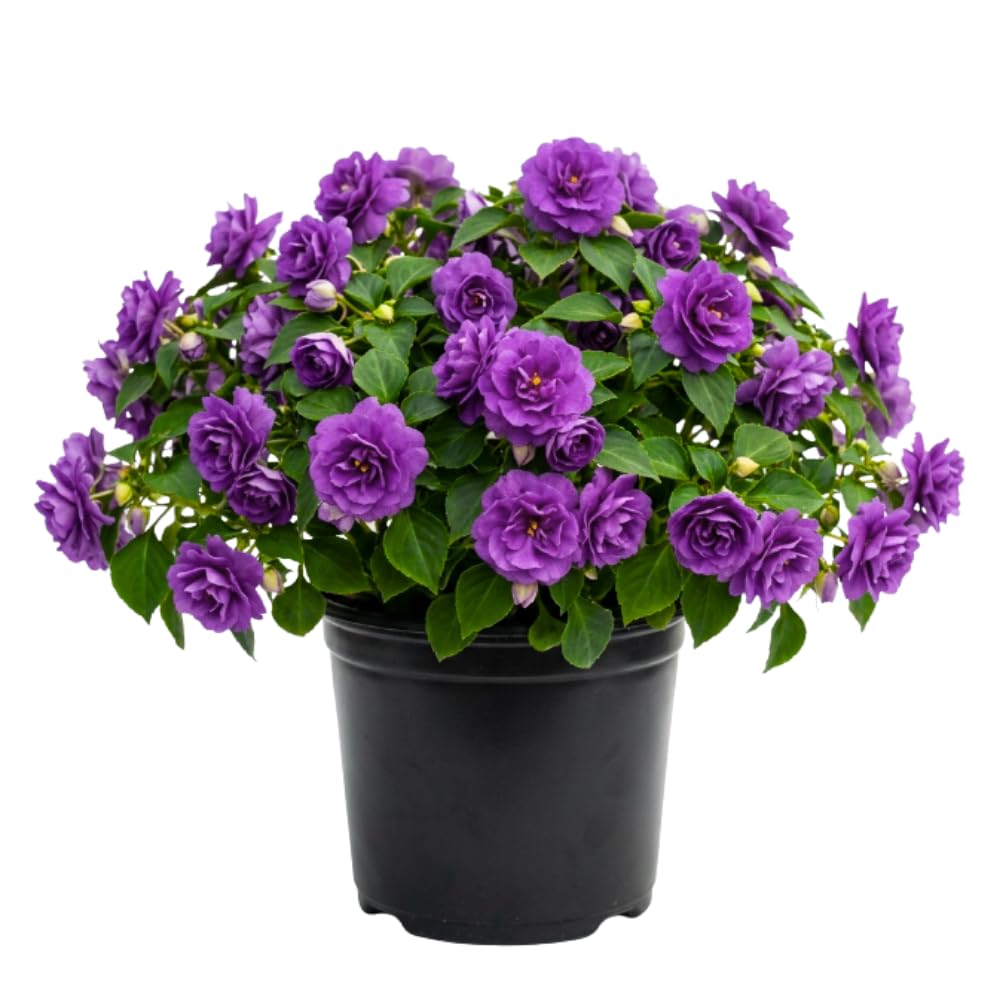 Impatiens Plant Live, Purple Double Impatiens Plant, 4-8 Inches Tall, Vibrant Perennial Flowers for Containers, Hanging Baskets and Garden Borders