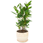 Sweet Bay Leaf Live Plants Trees, Laurus Nobilis Bay Leaf Tree, Bayleaf Plant, Size 5 to 12 Inches Tall, No Pot