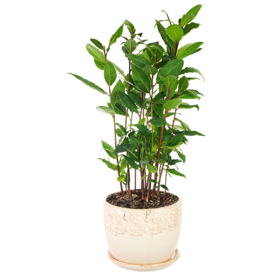 Sweet Bay Leaf Live Plants Trees, Laurus Nobilis Bay Leaf Tree, Bayleaf Plant, Size 5 to 12 Inches Tall, No Pot