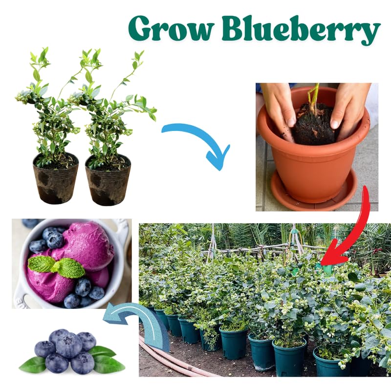 3 Edible Blueberry Bushes Seedlings, High-Yield Blueberry Trees Live Plants, 6 Months Old, Starter 3-6" in Tall, Cold Hardy Zones 4-7