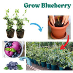 3 Sharpblue Blueberry Bushes Seedlings, High-Yield Blueberry Trees Live Plants, 6 Months Old, Starter 3-6" in Tall, Cold Hardy Zones 4-7