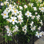 3 White Mandevilla Plants Live, 5-10” Tall Flowering Mandevilla Vines for Trellis, Outdoor Patio, Garden Pots, Trailing Mandevilla Seedlings