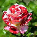 Rose Plant Live, Rose Bush Live Plant, Fragrant Flowers Ready to Plant, 5-9 Inch Height, Well-Rooted, No Pot (Stripe Red White Rose)