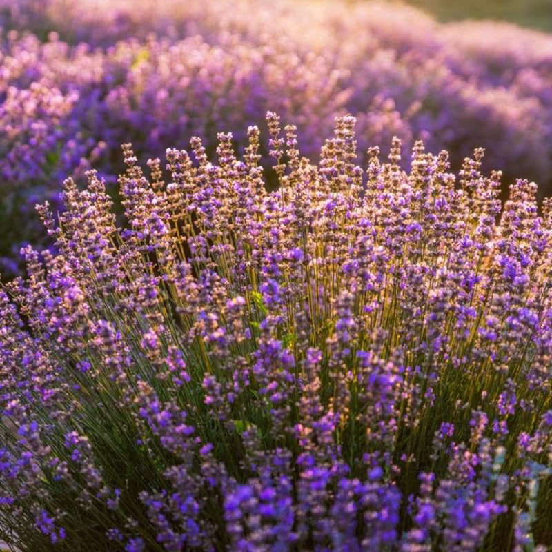 Set 2 Lavender Plants Live, Lavandula Perennial Flower Plants Indoor Outdoor, Well Rooted 4 to 8 Inch Tall to Grow (Mix Lavender)