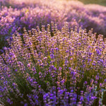 2 Lavender Plants Live Flower, Lavandula Perennial Starter Plants Plugs, 4-8" Tall for Planting Indoor Outdoor (Mix Lavender)