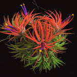 20 Red Tillandsia Air Plants Live Houseplants, Live Air Plants