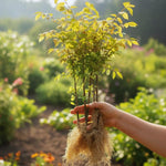 Dwarf Burning Bush Live Plant, Red Burning Bush Shrub Live Plant, 5 to 7 Inches Tall