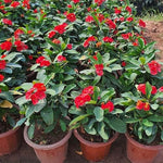 Hardy Crown of Thorn Live Plant, Red Euphorbia Milii Tree, 1 Year Old Plant, 5-10 Inches in Tall, No Pot, Indoor Outdoor Décor Succulent Cactus