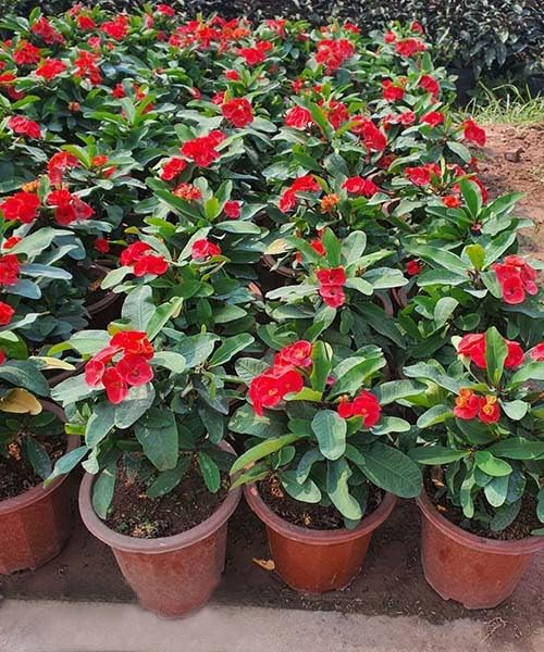 Potted Red Crown of Thorns Plant Euphorbia Milii Tree 6-12 Inc Tall, Cold Hardy Crowns of Christ Houseplant Succulents, Year-Round Flower Blooms