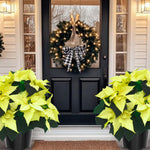 2 Poinsettia Plants Live, Green Poinsettia Flowers Christmas Decorations, Holiday Houseplant, Poinsettias Trees Plants, No Pot, 5-9" Tall