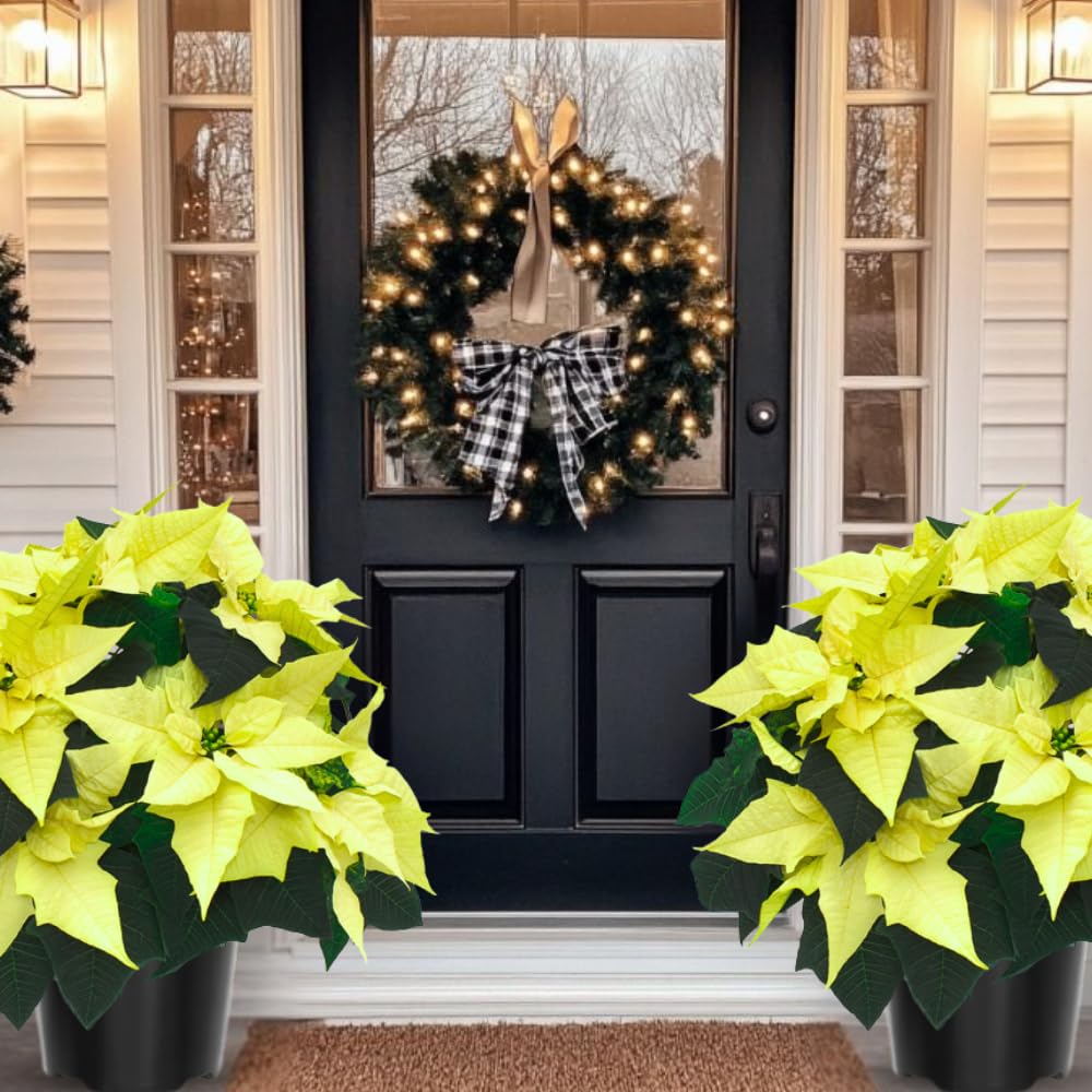 2 Poinsettia Plants Live, Green Poinsettia Flowers Christmas Decorations, Holiday Houseplant, Poinsettias Trees Plants, No Pot, 5-9" Tall