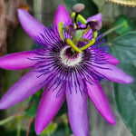 Pack 2 Passion Flower Plants Live, Passiflora Vine Well-Rooted, 5-7 Inch Tall Climbing Vine for Garden Trellises and Fences, No Pot (Lavender Passion Flower)
